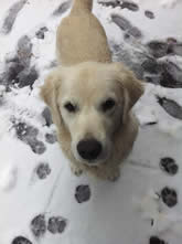 Godfrey s Dogdom Berks County offers fine ts for dog